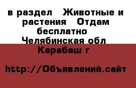  в раздел : Животные и растения » Отдам бесплатно . Челябинская обл.,Карабаш г.